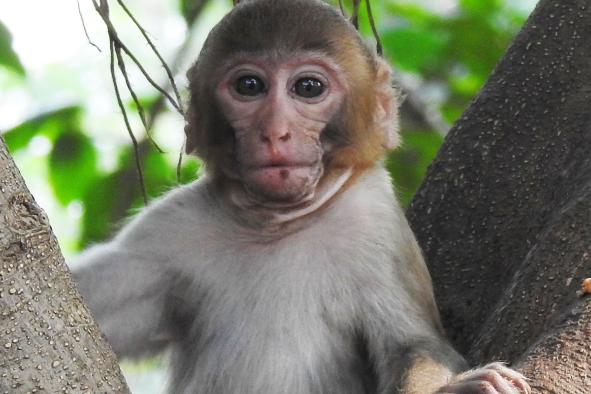 A young Macaque in a tree.