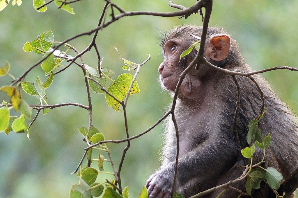 A young rhesus macaques in a tree