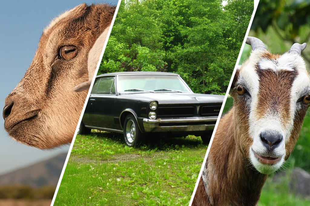 Two goats and a classic car.