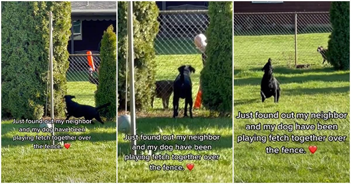 black labrado, fetch, brittney reynolds