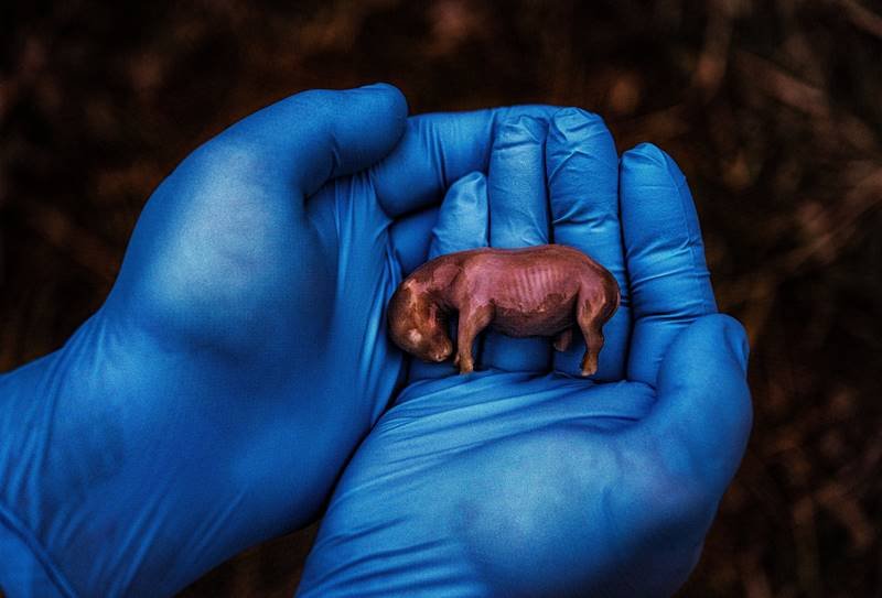 rhinos, rhino fetus, nat geo.