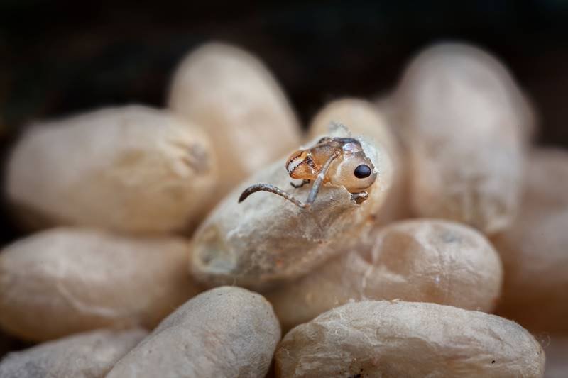 wood ants, nat geo, pictures of the year