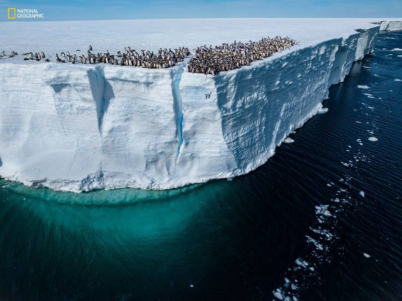 emperor penguin, climate change, nat geo