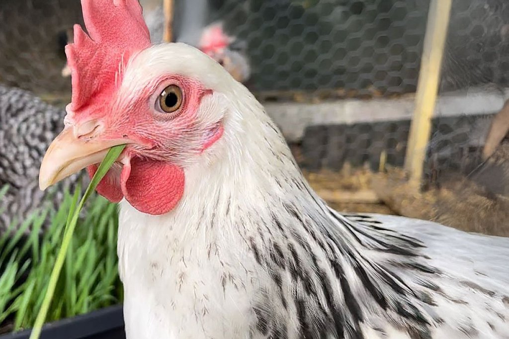 A chicken looking unimpressed.