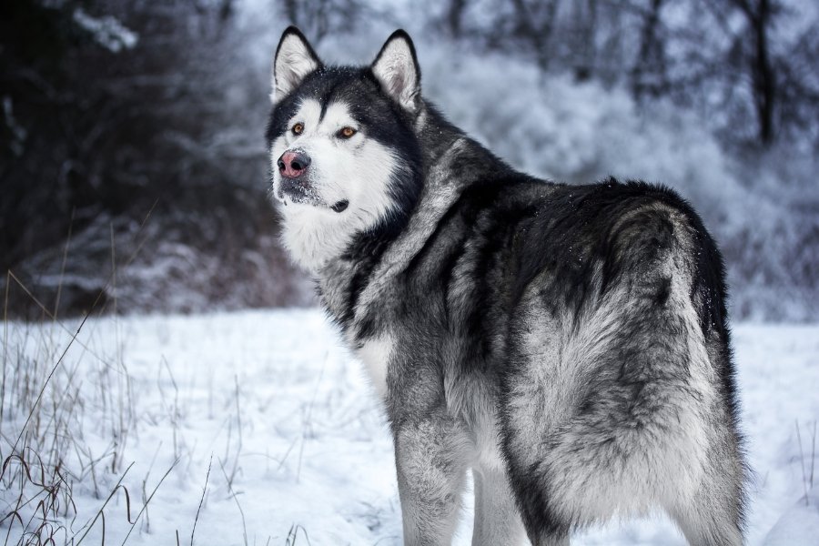 alaskan malamute dog