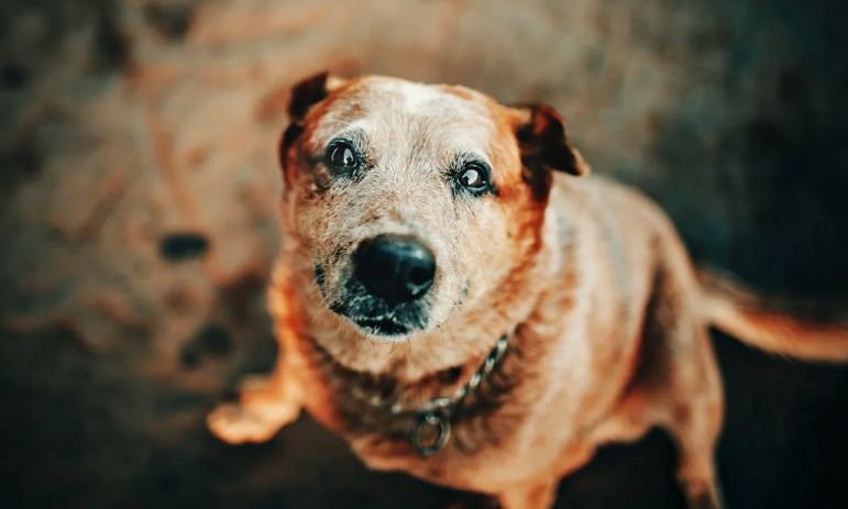 dog, senior dog, blind dog