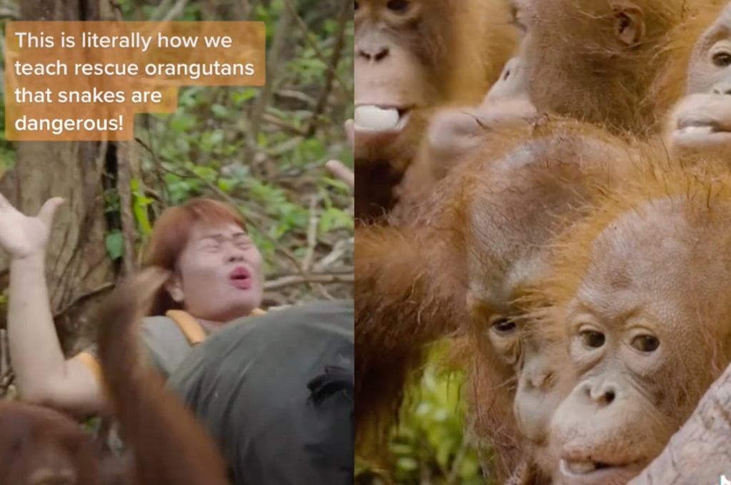orangutans tiktok orangutans learn to fear snakes