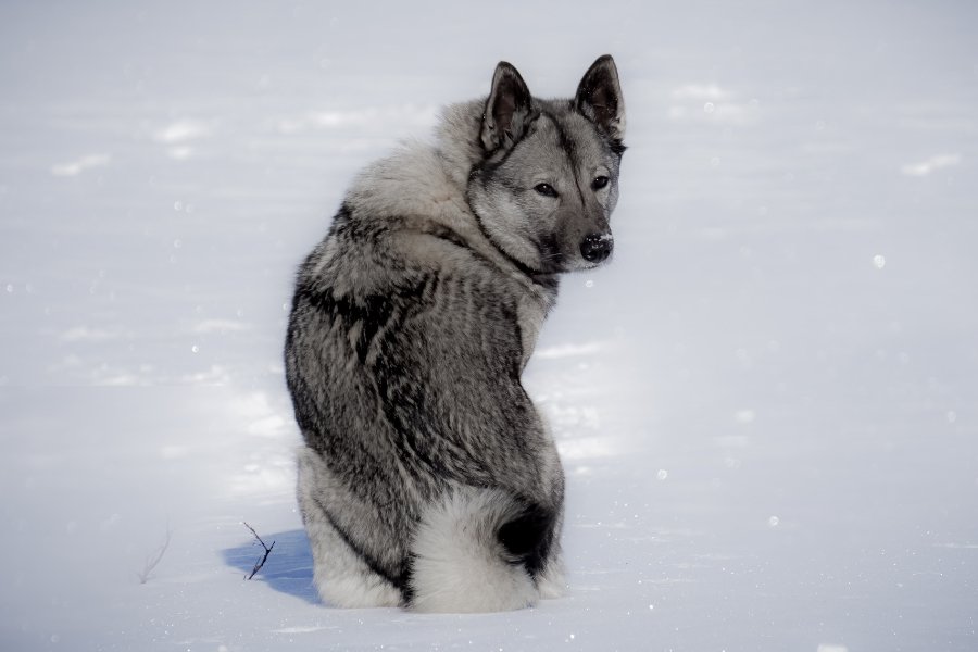 norwegian elkhound dog