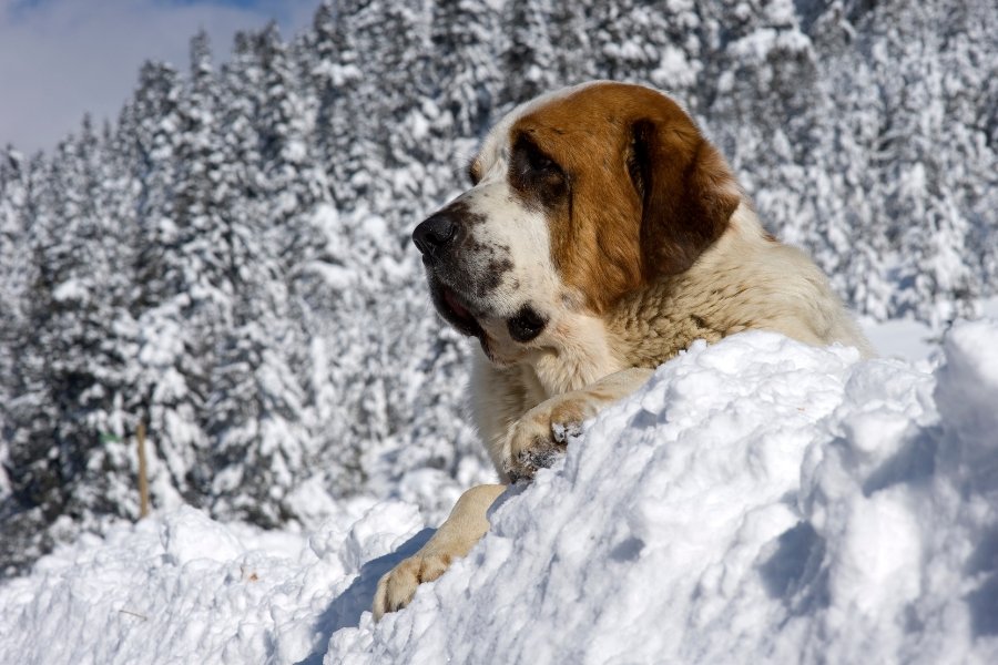 saint bernard in the snow