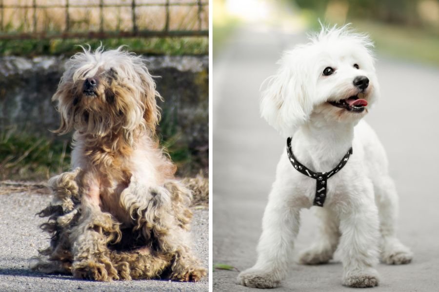 dog rescue; abandoned dog; matted dog rescued; abandoned dog rescued; rescued dog unrecognizable