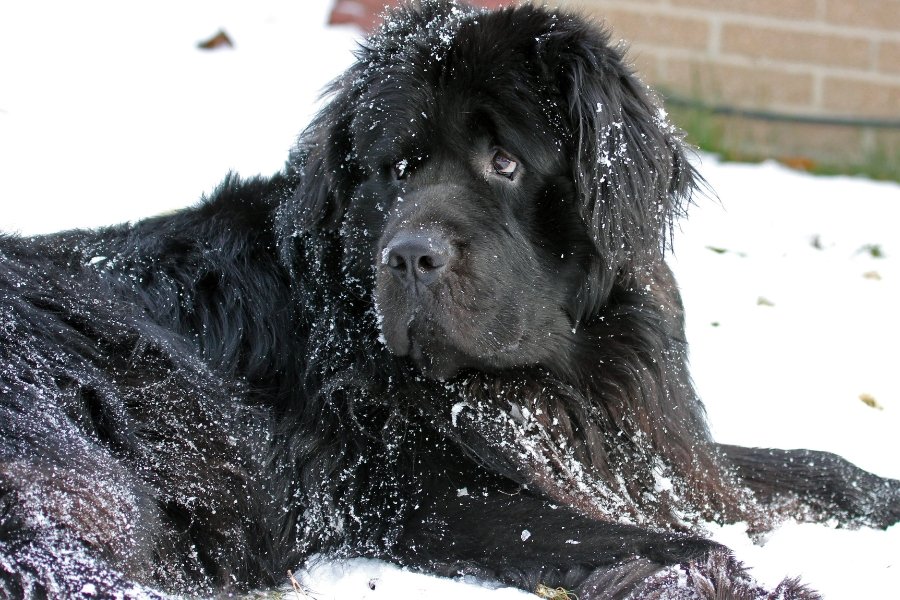 newfoundland dog in the snow
