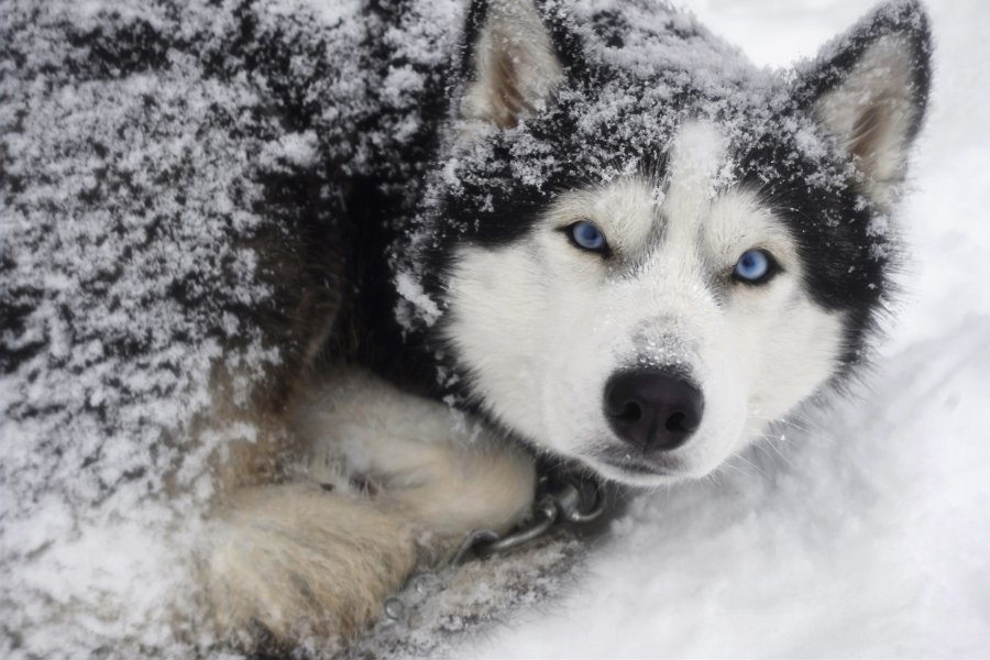 husky in the snow