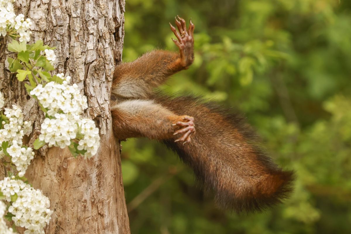 comedy wildlife awards, funny animal photos, photography