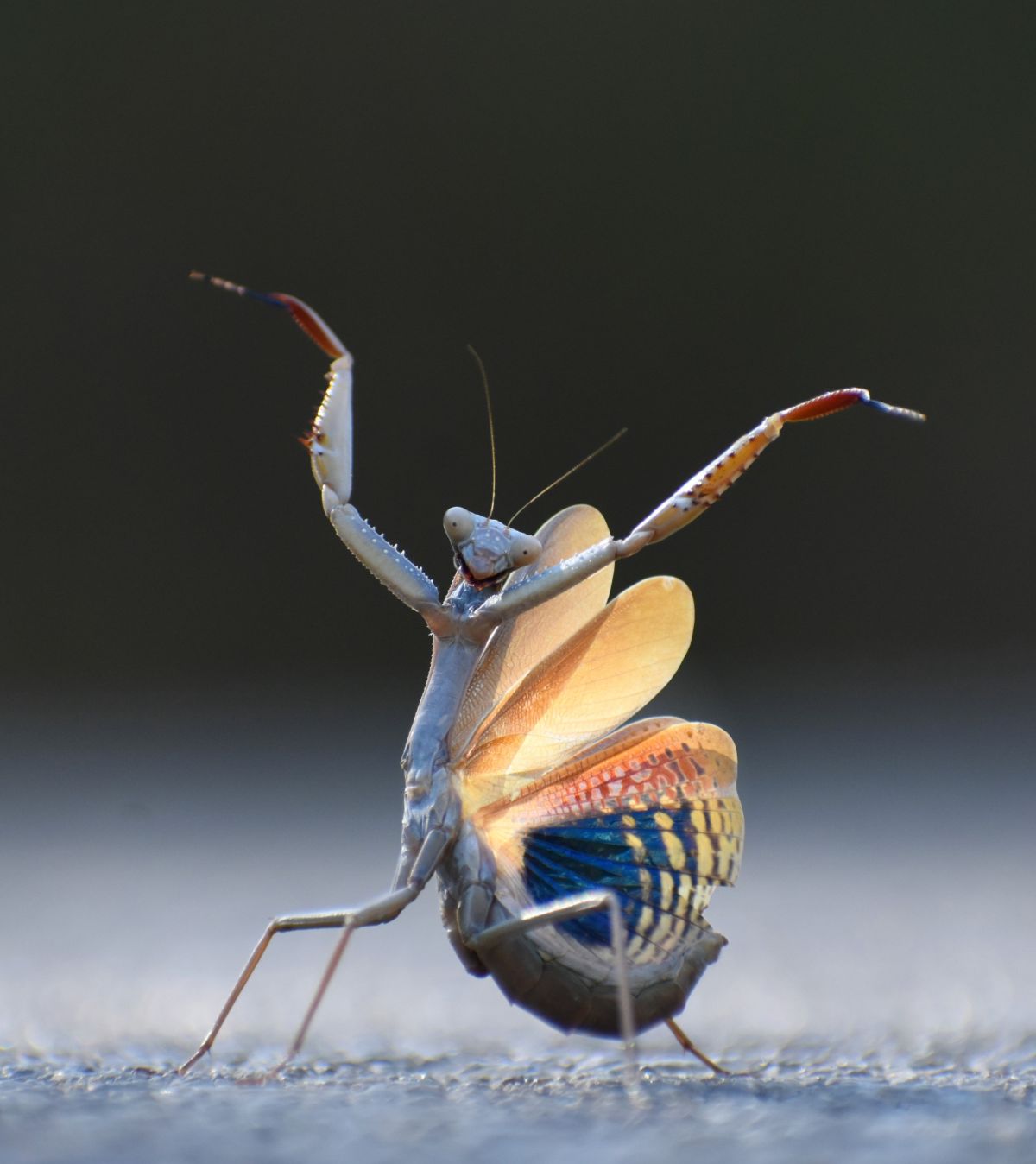 comedy wildlife awards, funny animal photos, photography