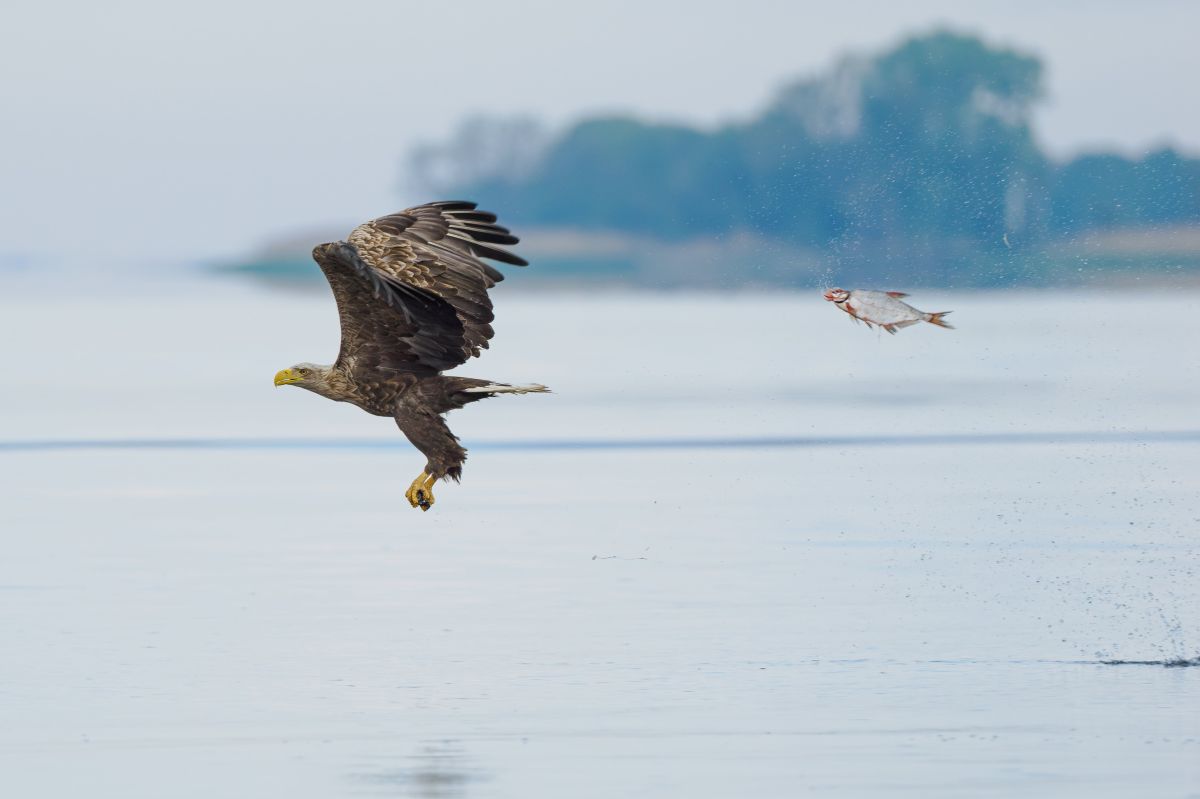 comedy wildlife awards, funny animal photos, photography