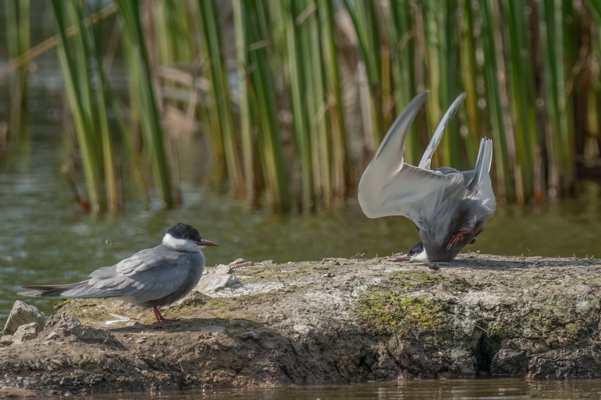comedy wildlife awards, funny animal photos, photography