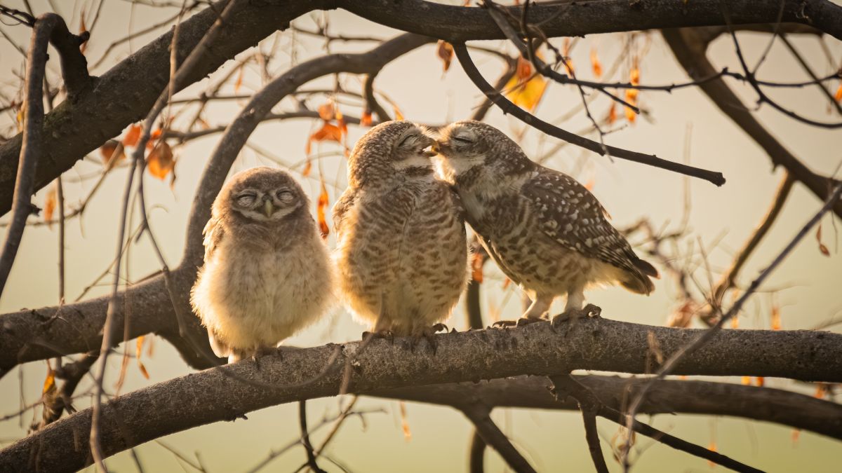 comedy wildlife awards, funny animal photos, photography
