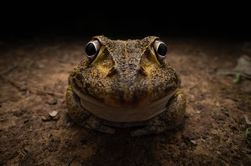 comedy wildlife awards, funny animal photos, photography