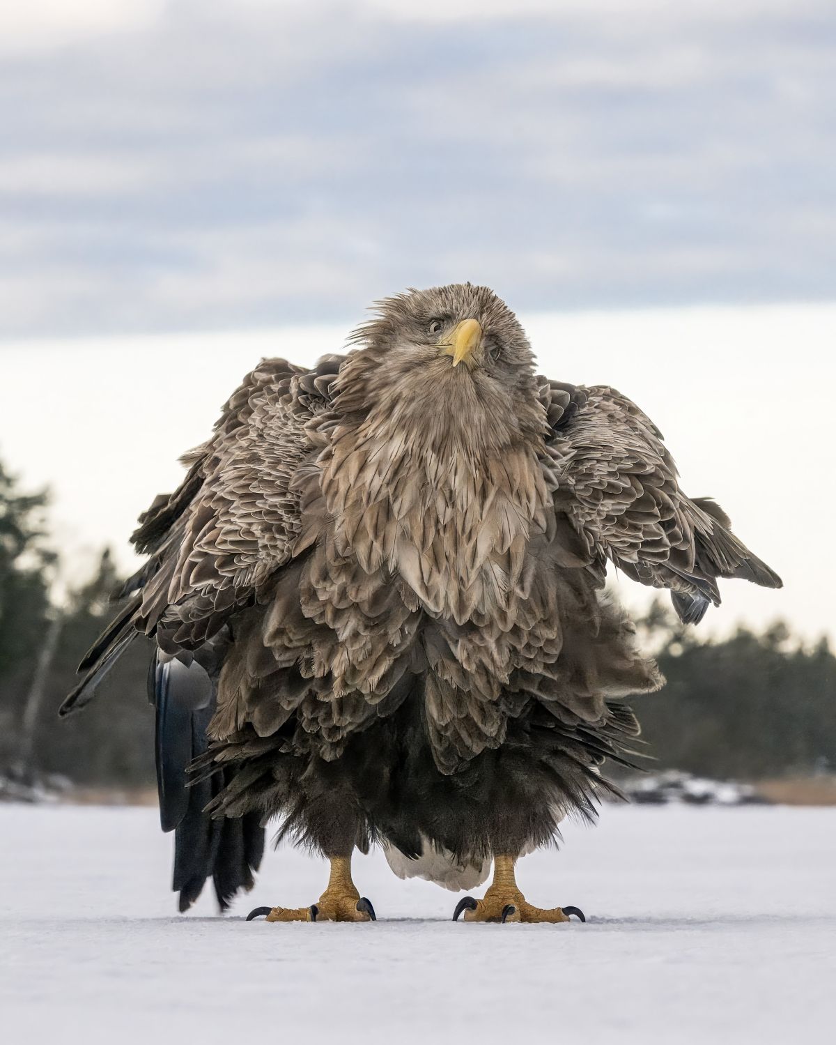 comedy wildlife awards, funny animal photos, photography