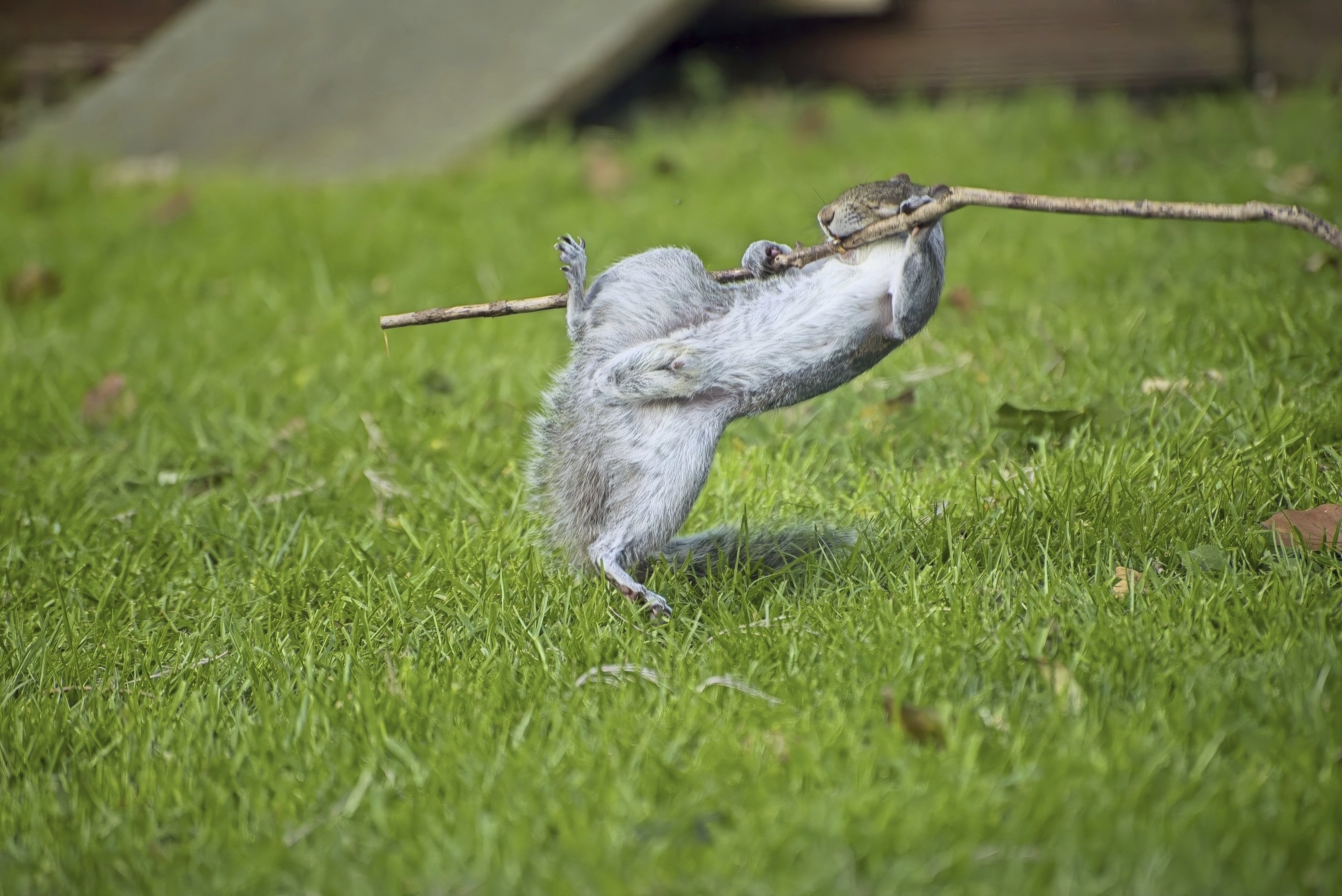 comedy wildlife awards, funny animal photos, photography