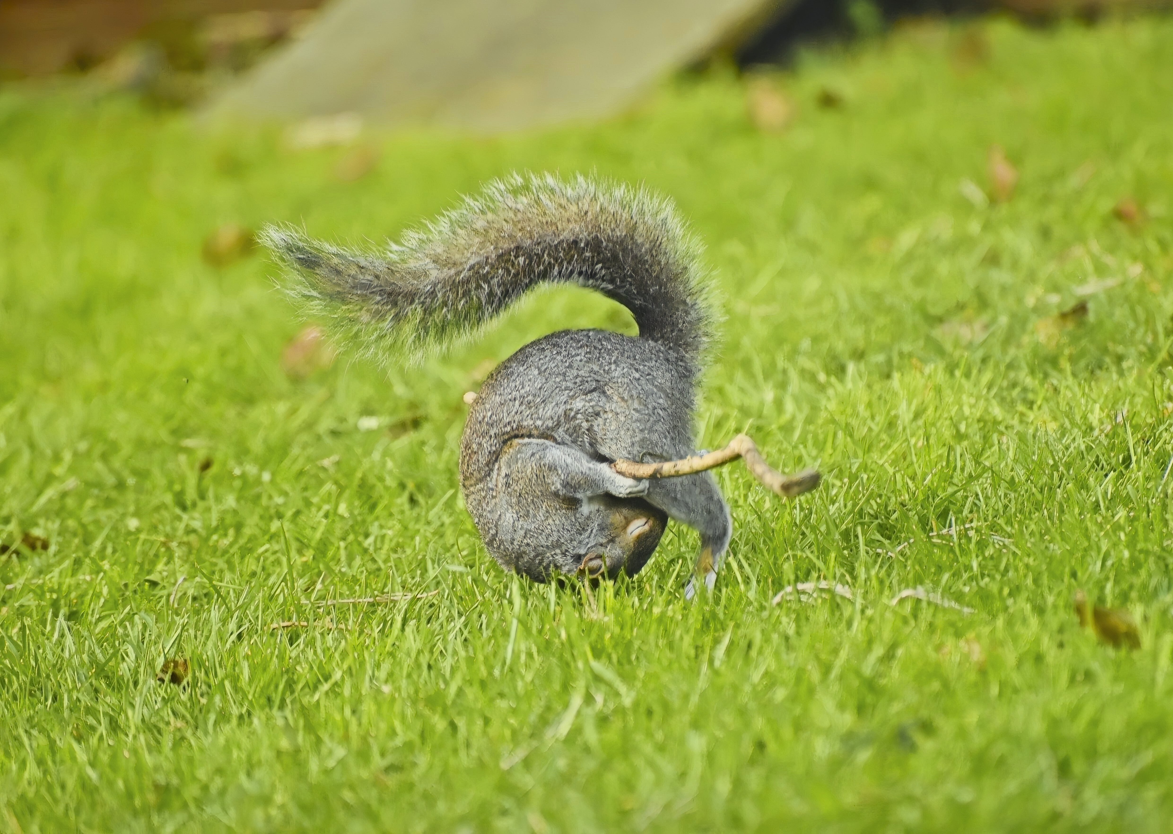 comedy wildlife awards, funny animal photos, photography