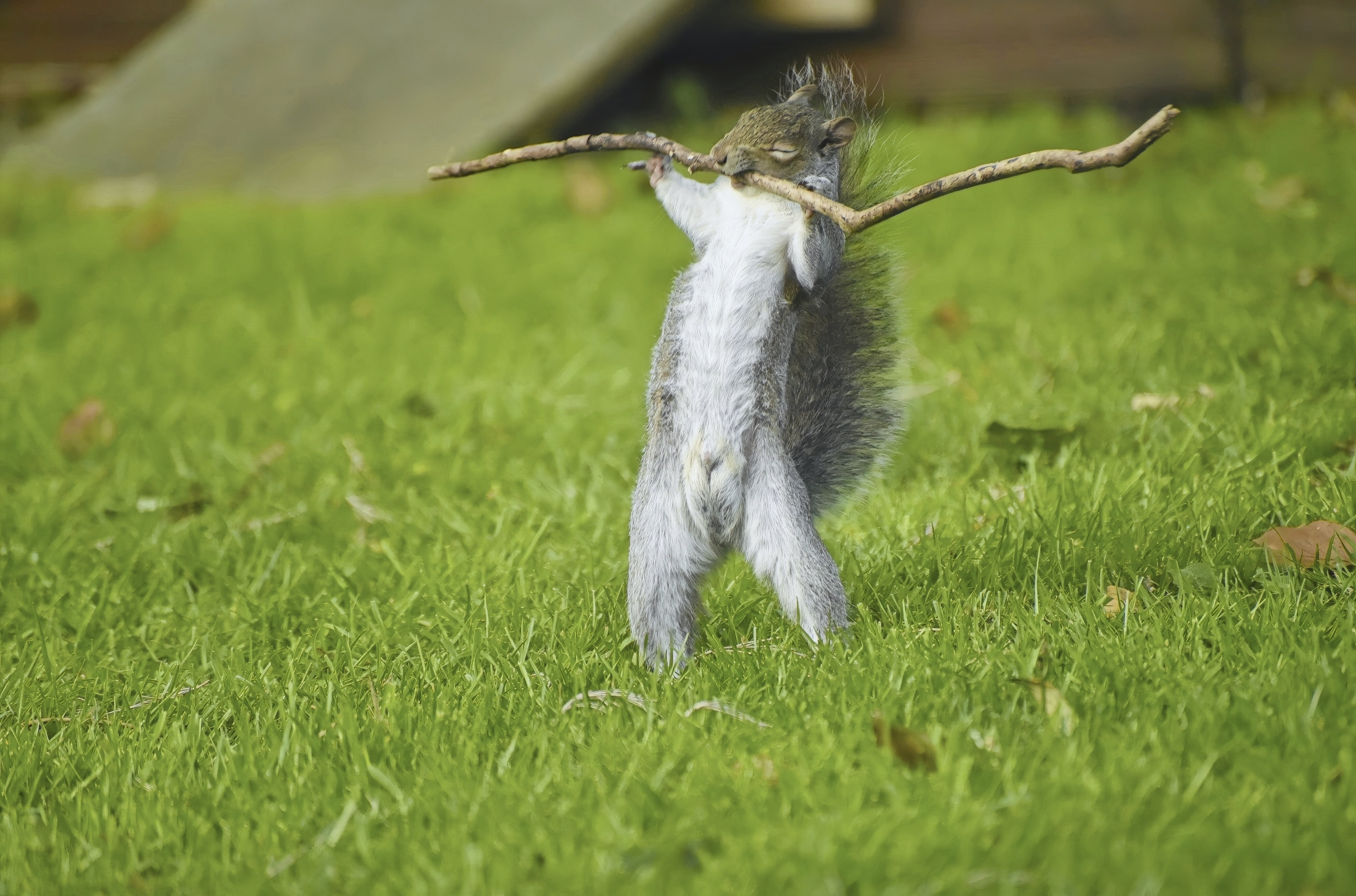 comedy wildlife awards, funny animal photos, photography