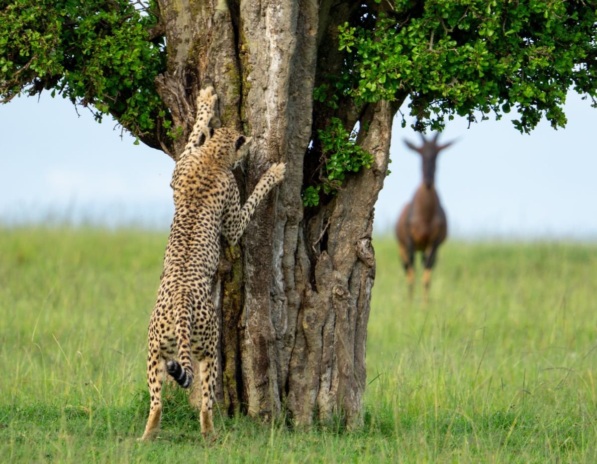 comedy wildlife awards, funny animal photos, photography