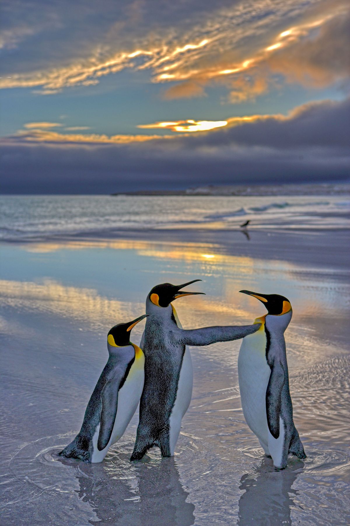 comedy wildlife awards, funny animal photos, photography