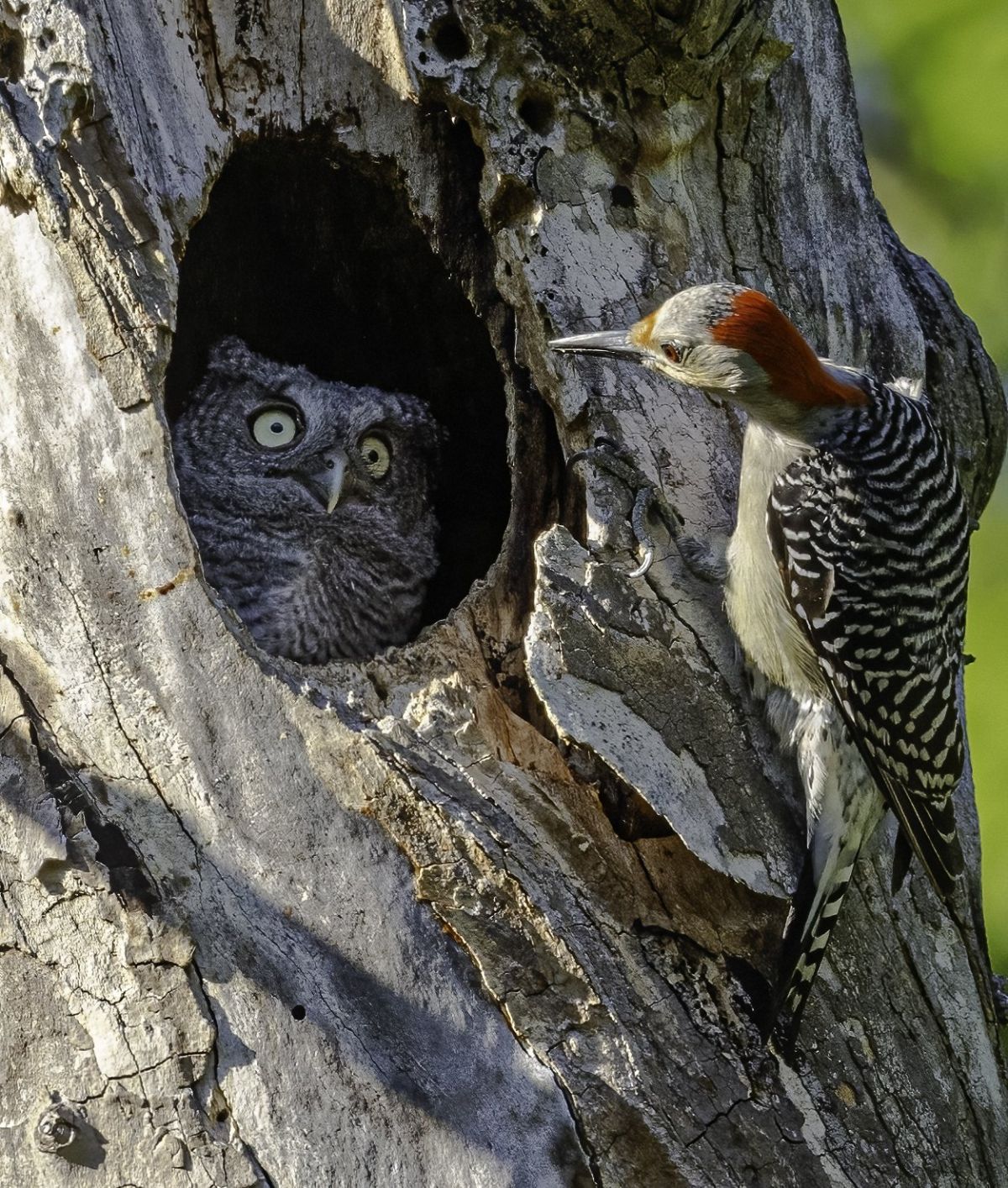 comedy wildlife awards, funny animal photos, photography
