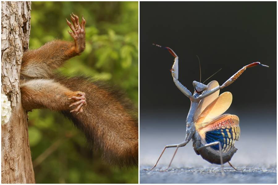 comedy wildlife awards, funny animal photos, photography