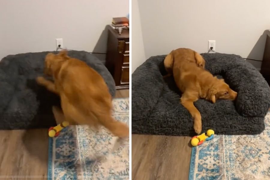Golden retriever snuggles large dog bed