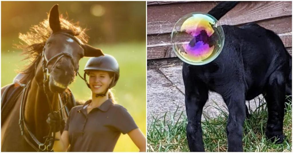 funny pet photos, funny horse, funny dog photos