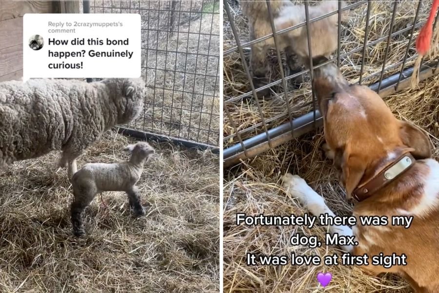 baby lamb standing next to its mom; dog licking a lamb through a fence