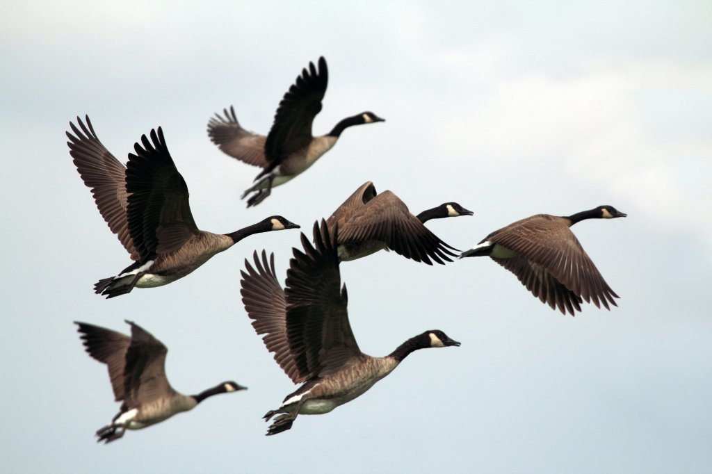 gray-and-black geese flying during day time