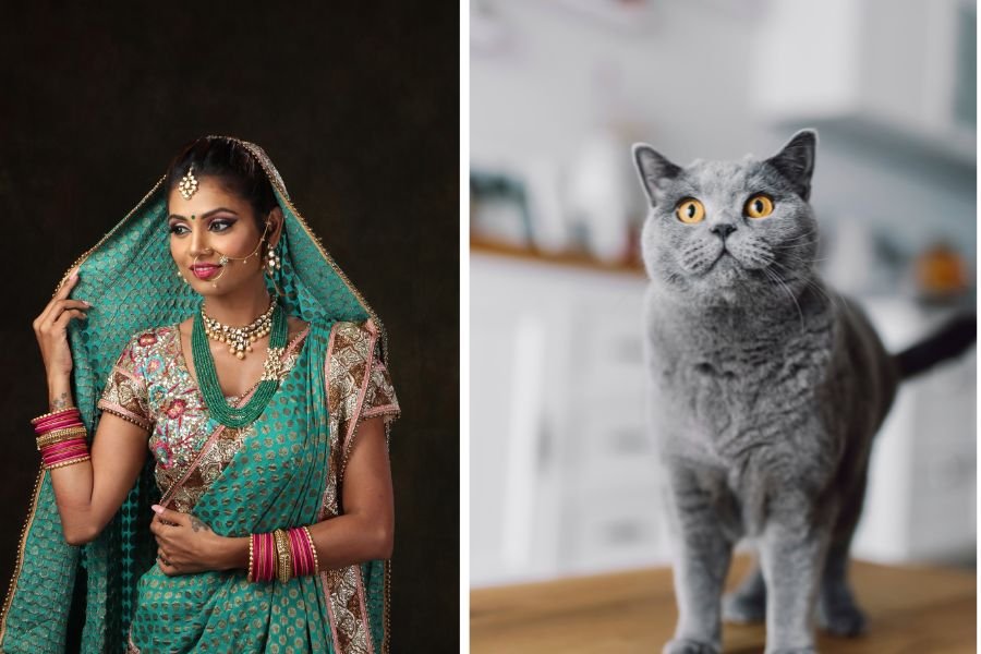 cat distribution system; cats; cat mom; cats in clothes; cat dressed in sari