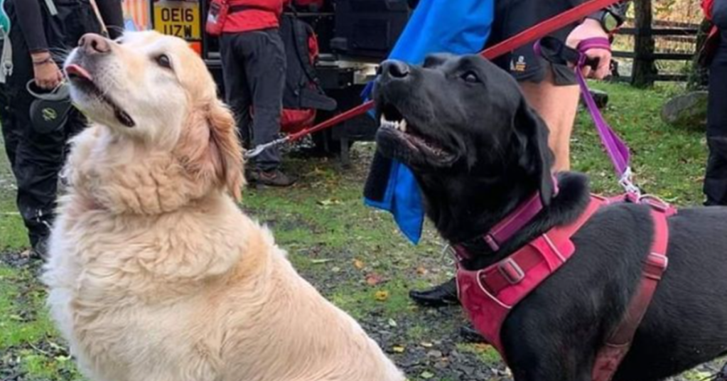 gold and black dog stand side by side