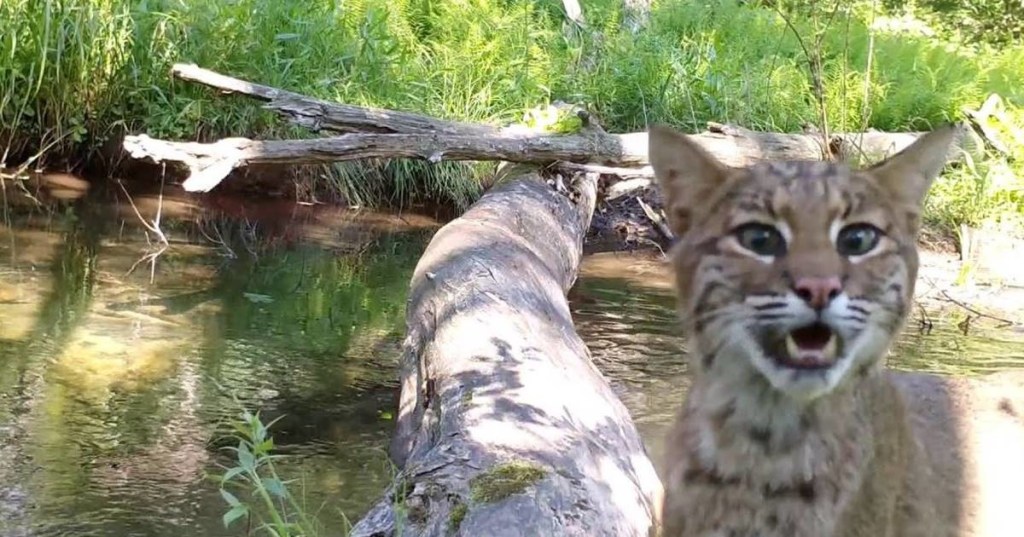 wildcat on log bridge mewing at camera