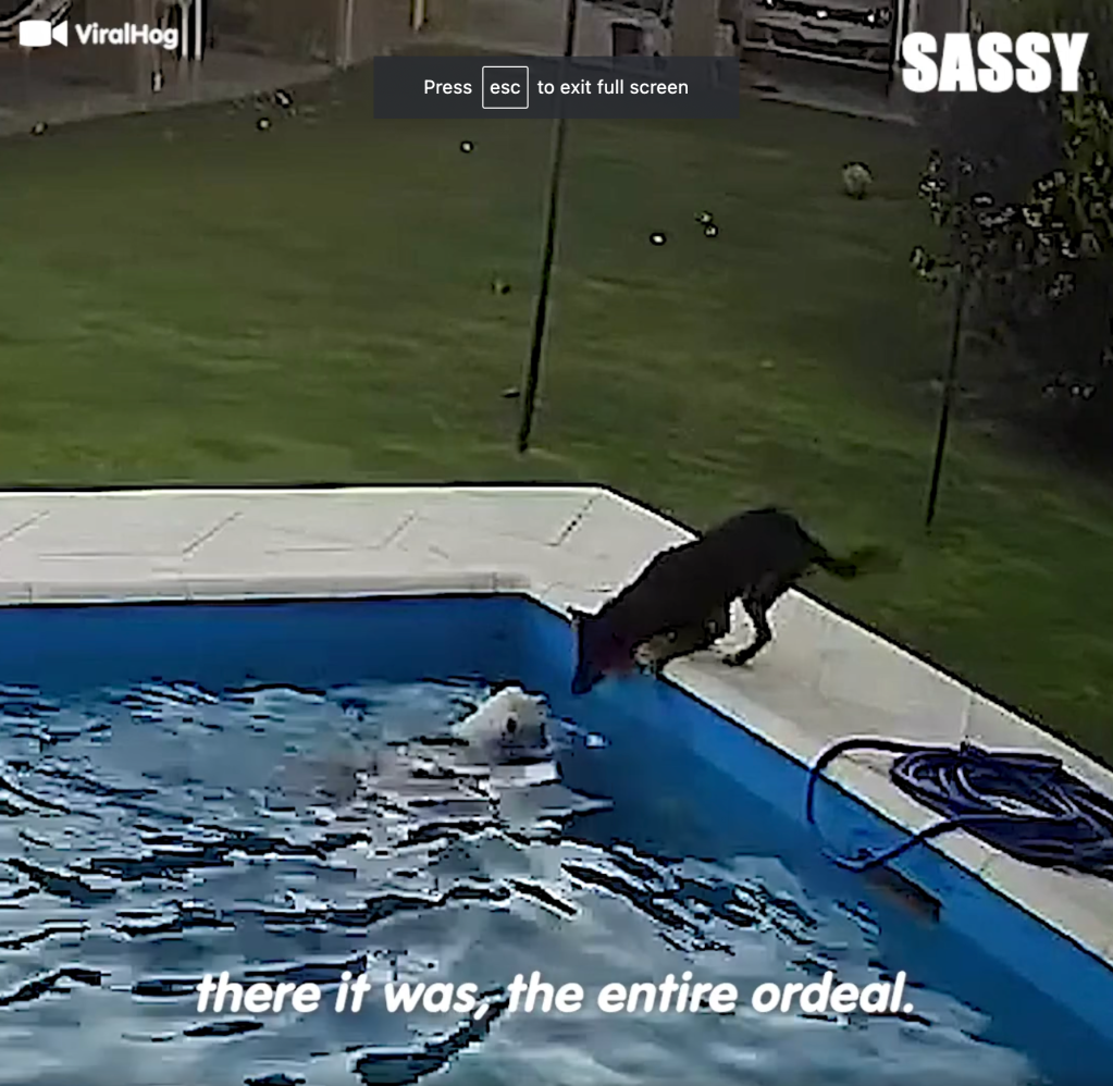 screenshot of black dog leaning into swimming pool where white dog is struggling.