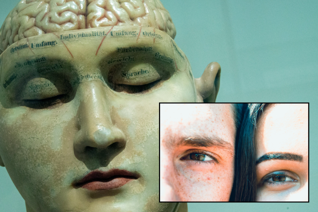 A brain sculpture with parts labelled superimposed with photo of man and woman
