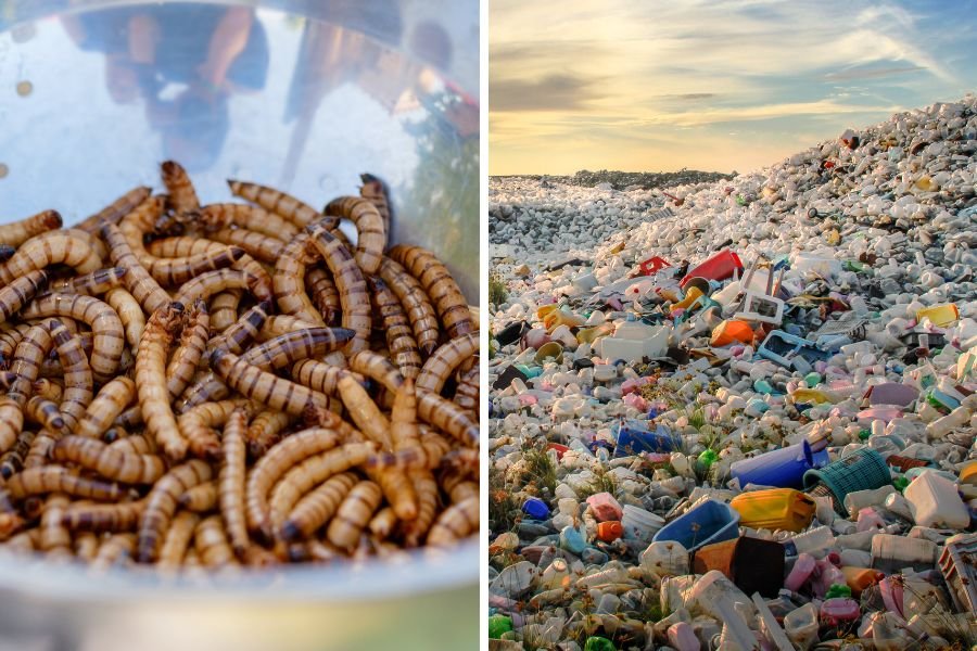 mealworms and a pile of plastic trash