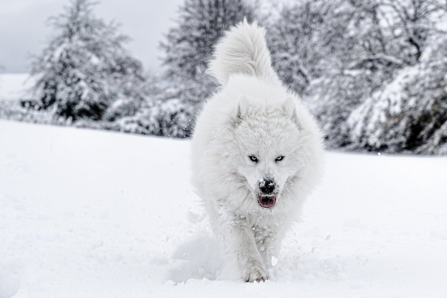 samoyed dog