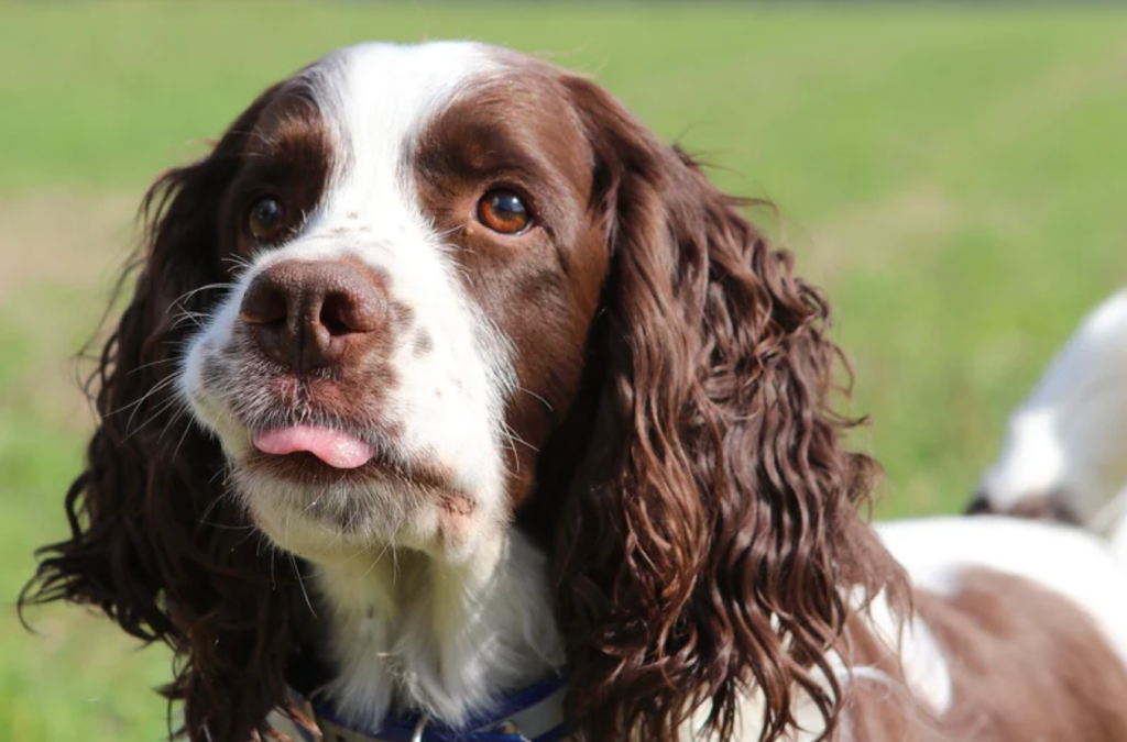 worst dog breeds, best dog breeds