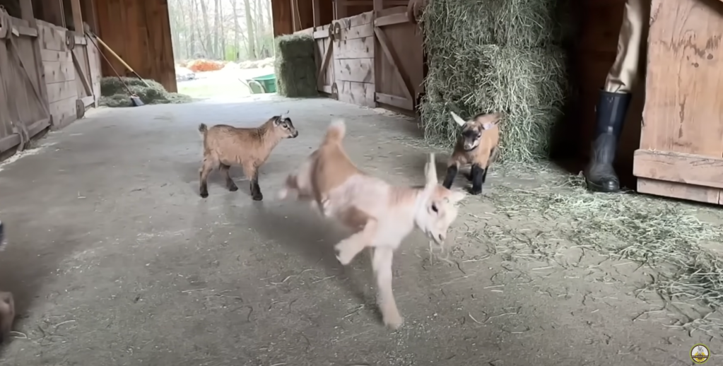Three baby goats in a barn