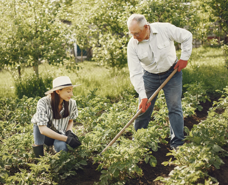 Old man and younger woman tending to a vegetable garden.