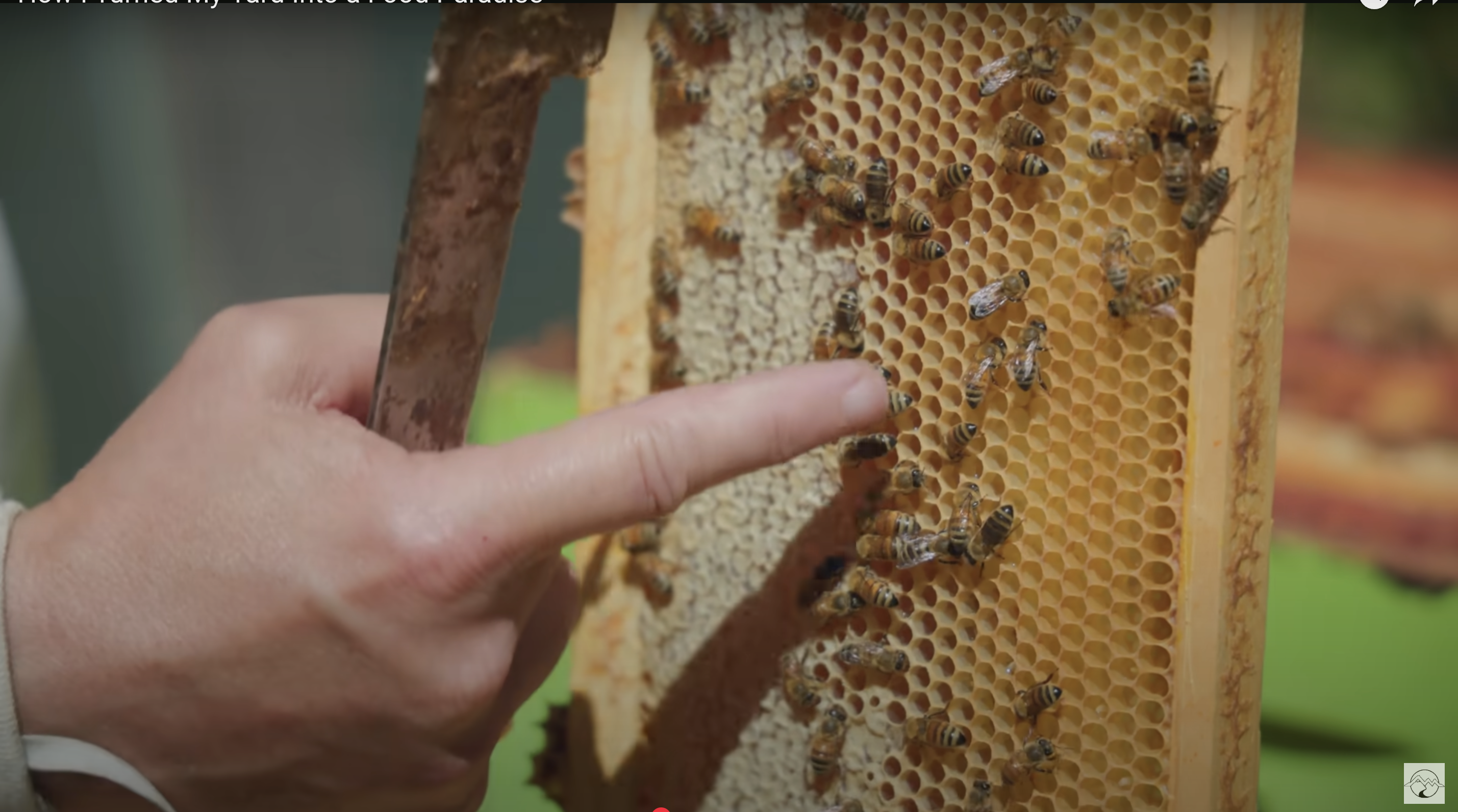 bees on a honeycomb