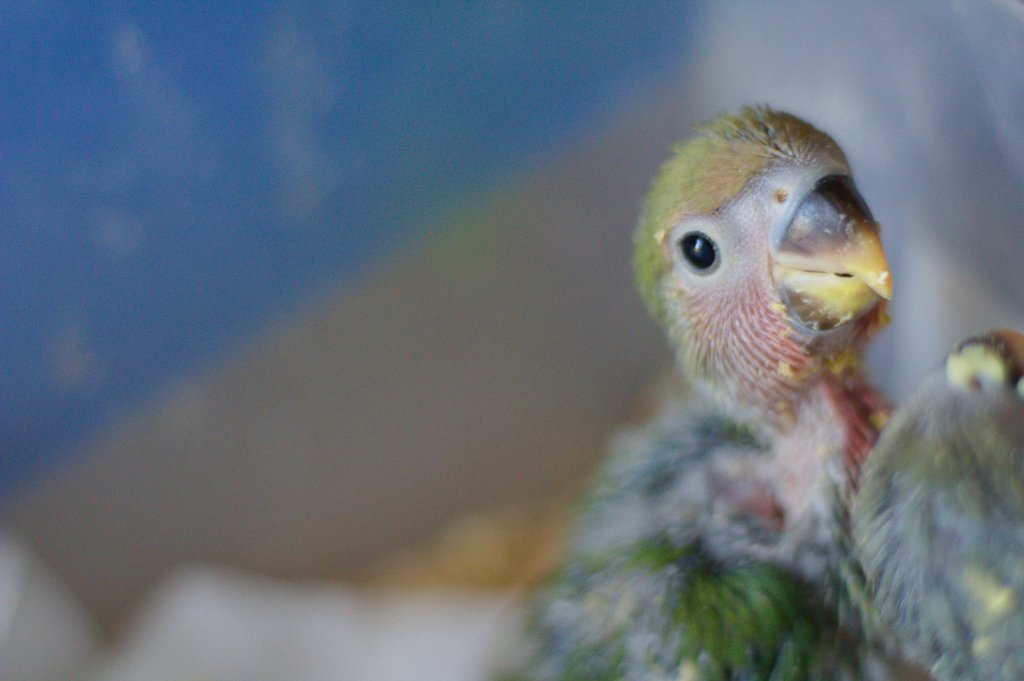 baby parrot