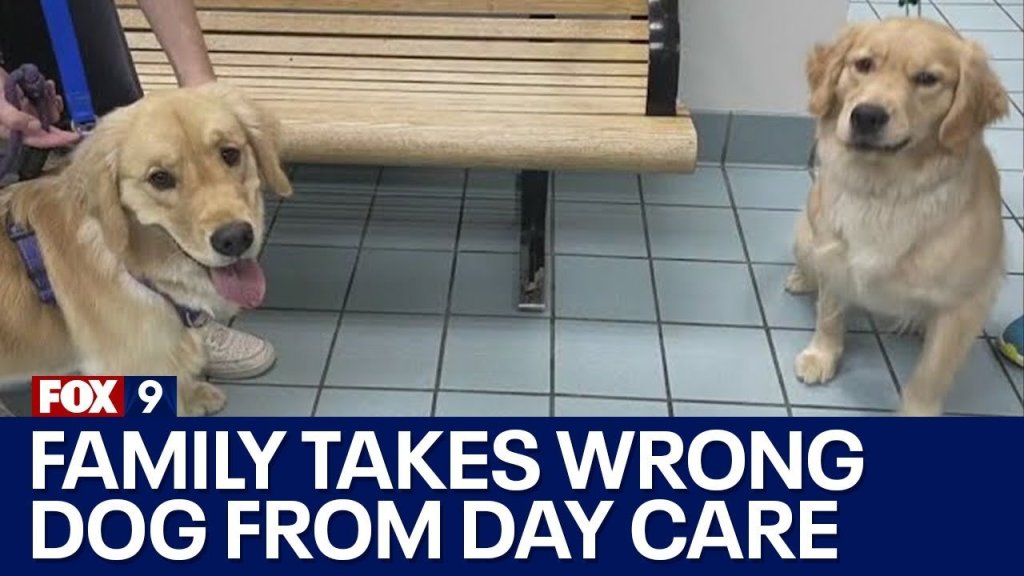 pets; family pets; daycare wrong dog; switched at dog daycare; switched dogs
