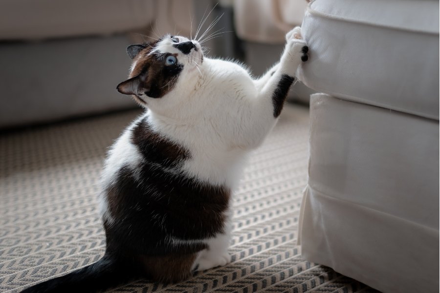 cat scratching a sofa