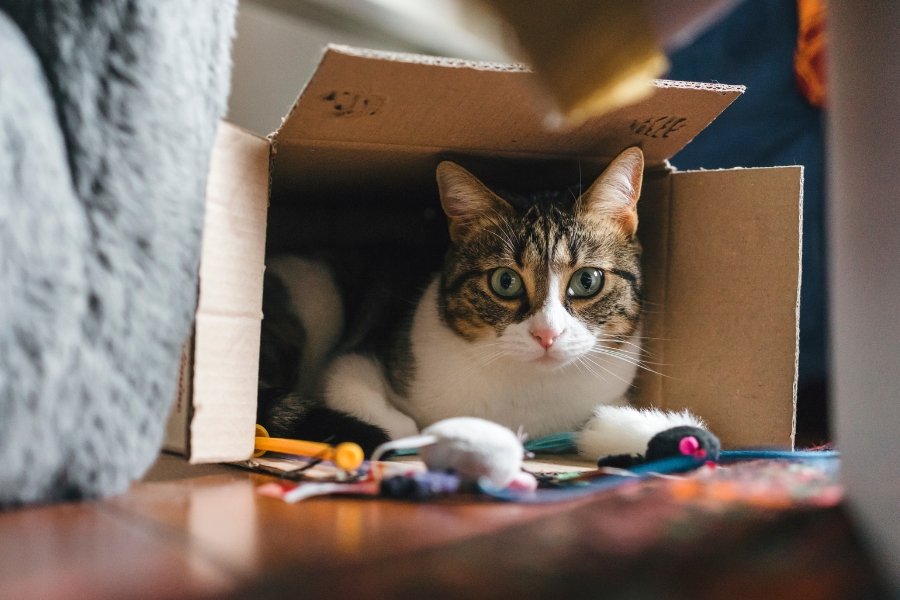 cat in a box