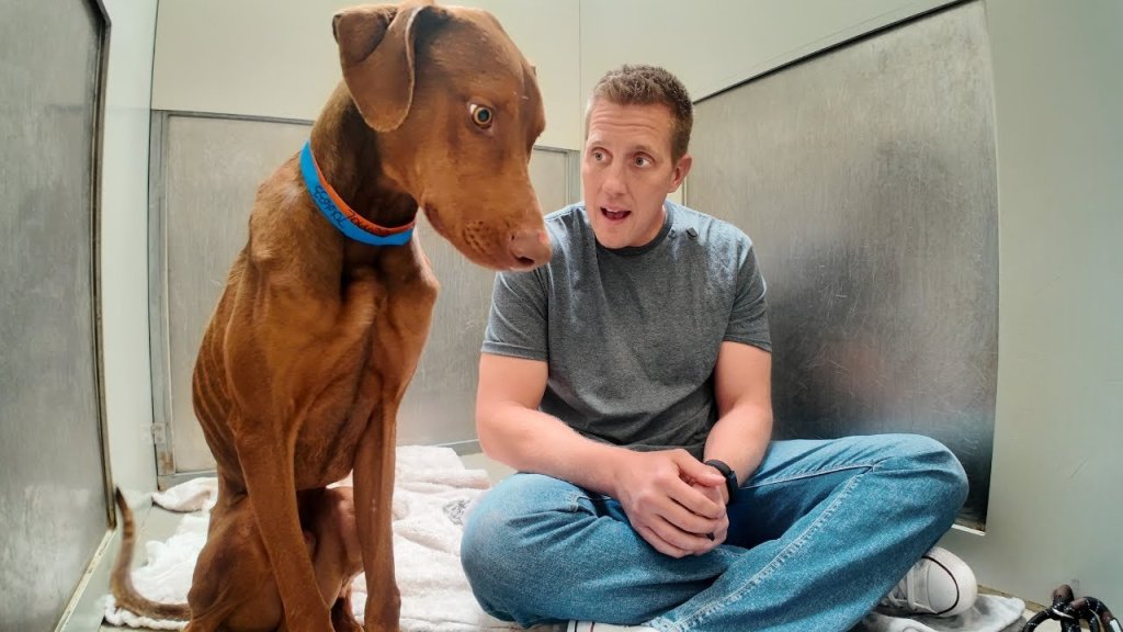 dog rescue; shadow moon; Rocky Kanaka; animal shelter; animal rescues